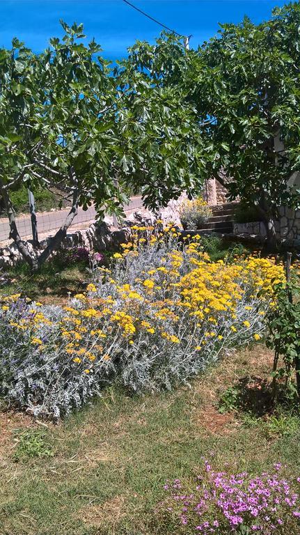 Krusvina * Lun (Pag)